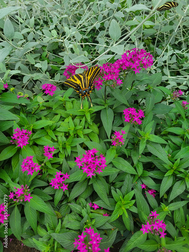 Butterfly in flower