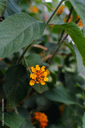 Orange Lantana camara flower, known as Spanish flag.