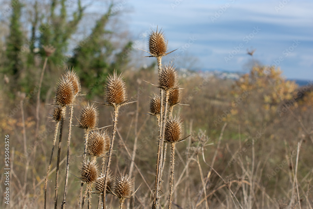 Parched Thistle Wildflowers and dry grasslands Parched Thistle Wildflowers and dry grasslands