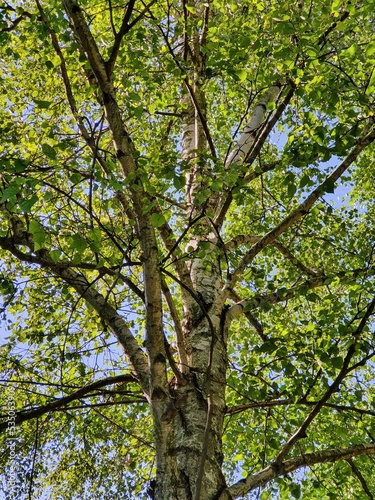 Looking up into the birch crown, close up © pavlazi