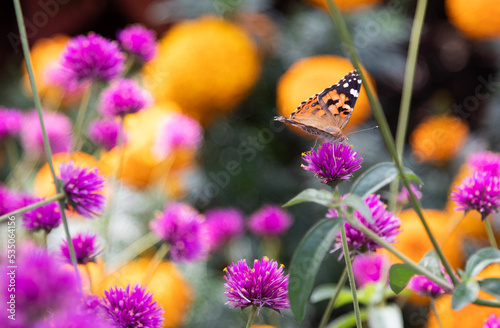 butterfly on flower