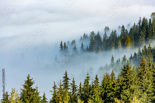 Fototapeta Naklejka Na Ścianę i Meble -  Misty autumn landscape with trees in Eastern Carpathian mountains, Romania.