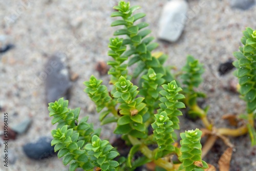 Sea sandplants, Honckenya peploides photo