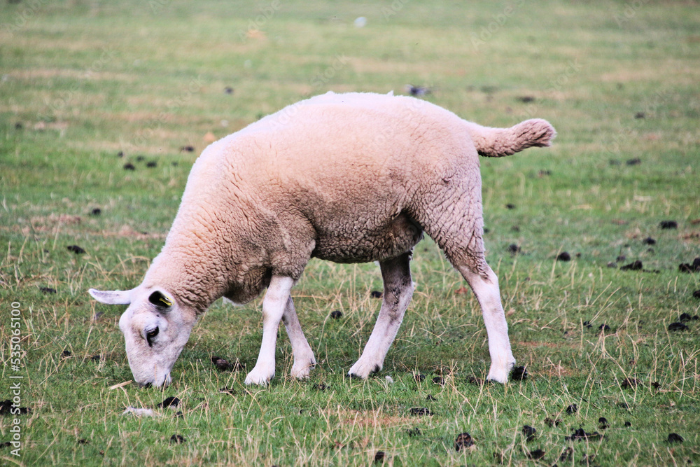 A Sheep in the Cheshire Countryside A Sheep in the Cheshire Countryside