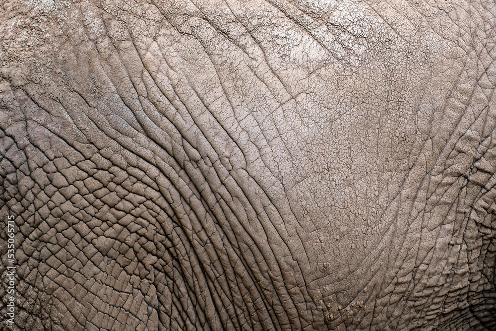 Naklejka premium The texture of the skin of an African elephant close-up. Elephant skin, wrinkles and irregularities of an adult elephant.
