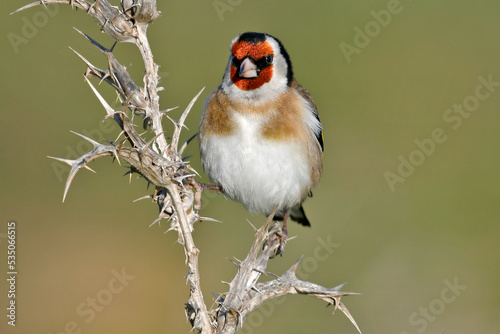 European Goldfinch // Stieglitz, Distelfink (Carduelis carduelis) photo