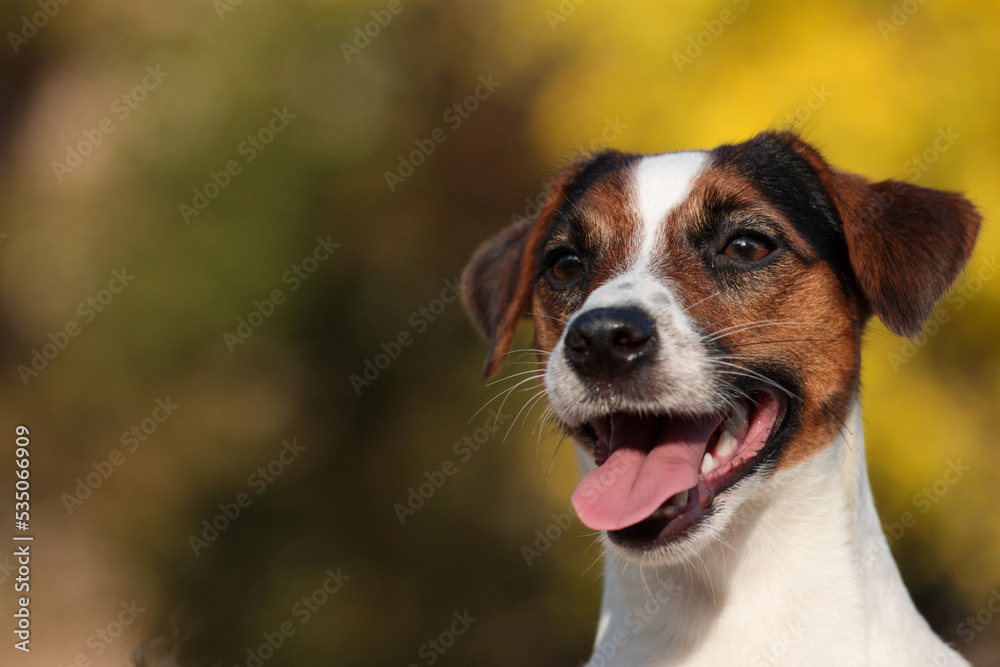 Majestic Alert Jack Russell Terrier Dog Portrait. Majestic Alert Jack Russell Terrier Dog Portrait.