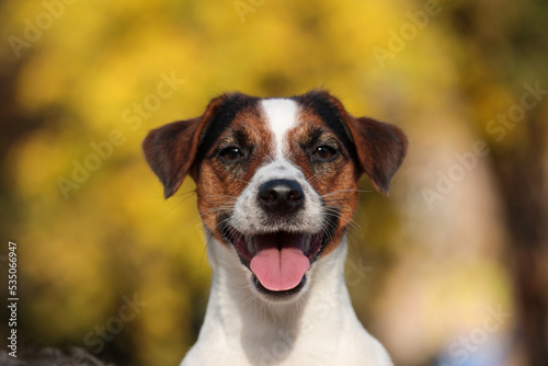 Majestic Alert Jack Russell Terrier Dog Portrait.