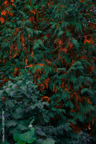 dark aesthetic green orange foliage vertical photography floral autumn background concept