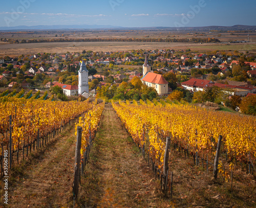 Konstfotografi Wonderful vineyards at Tokaj in autumn