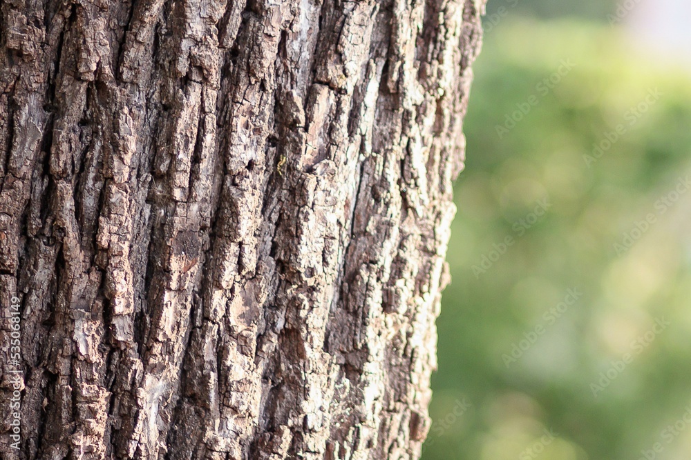 Tree Tree