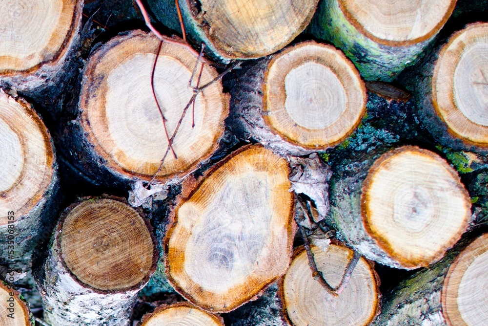 Fototapeta premium Tree