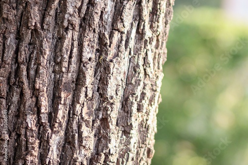 Fototapeta Naklejka Na Ścianę i Meble -  Tree