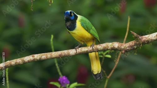 Inca jay (Cyanocorax yncas or querrequerre) bird of New World jays, native to Andes of South America, colorful blue, green, yellow and black jay, from Colombia, Venezuela, Ecuador, Peru and Bolivia. photo