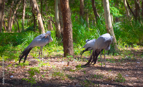 Blue Cranes