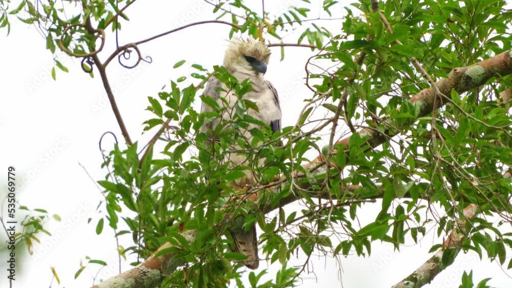 Young Harpy Eagle (Harpia harpyja) bird of prey, also American harpy