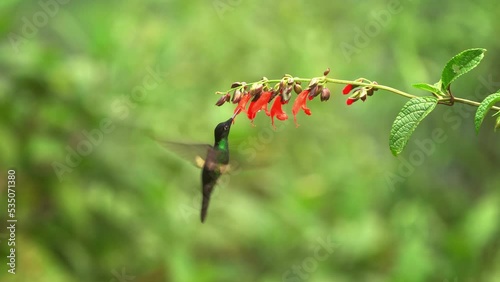 Buff-winged Starfrontlet - Coeligena lutetiae  hummingbird in the brilliants, tribe Heliantheini in Lesbiinae, found in Colombia, Ecuador and Peru, flying bird feeds on red bloom, green background. photo