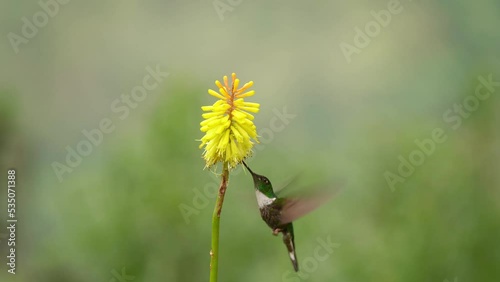Collared Inca - Coeligena torquata hummingbird found in humid Andean forests in Venezuela, Colombia, Ecuador, Peru and Bolivia, white chest-patch, flower nectar especially from bromeliads.