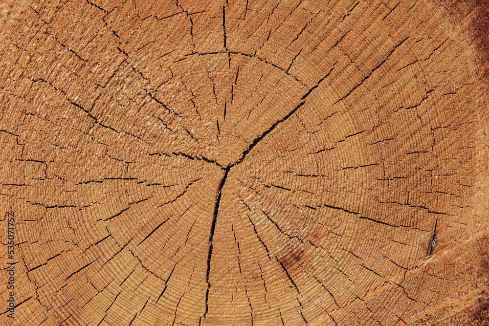 Pine trunk end with annual rings