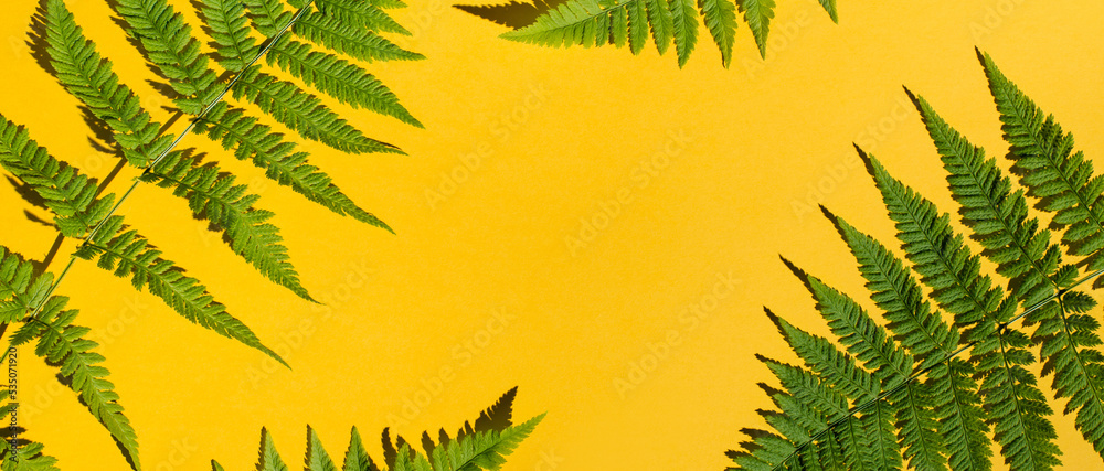 Banner Fern leaves set on yellow background. Flat lay, top view, copy space. Tropical summer background