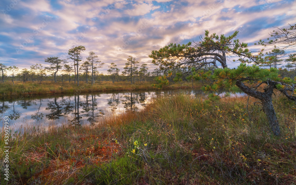 Beautiful autumn sunset on the northern swamp Beautiful autumn sunset on the northern swamp