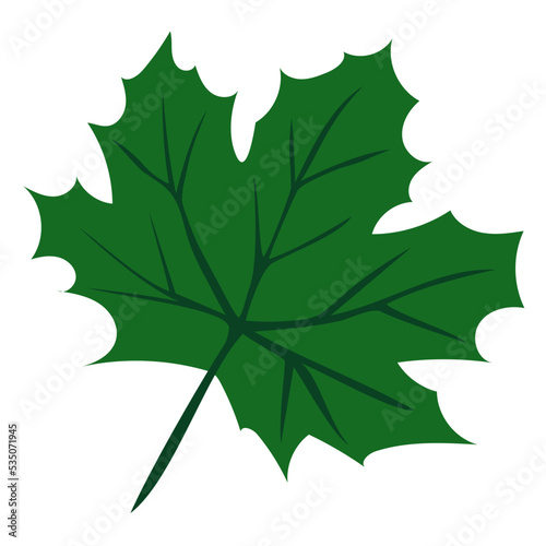 monstera leaves