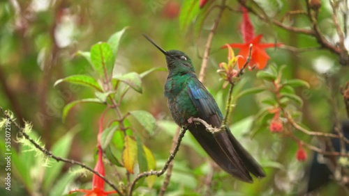 Great Sapphirewing - Pterophanes cyanopterus species of hummingbird in the brilliants, tribe Heliantheini in subfamily Lesbiinae, blue bird found in Bolivia, Colombia, Ecuador, and Peru. photo