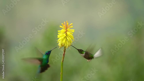 Lesser Violetear - Colibri cyanotus - mountain violet-ear, metallic green hummingbird found from Costa Rica to South America. Formerly named the Green Violetear, flying and feeding on yellow flower.