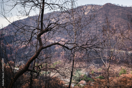 Summer landscape in Marmaris and Icmeler. Burnt coniferous trees. Forest after big fires in Turkey.