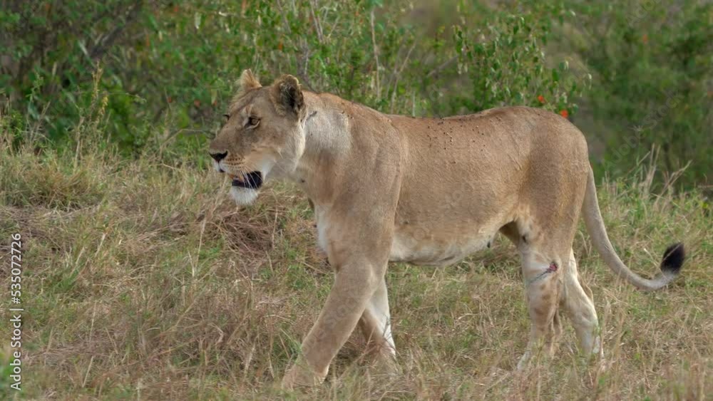 Lion - Panthera leo king of the animals. Lion - the biggest african cat, hurt injured lioness walking in the bush in Masai Mara National Park in Kenya Africa. Big predator coming to me. Lion - Panthera leo king of the animals. Lion - the biggest african cat, hurt injured lioness walking in the bush in Masai Mara National Park in Kenya Africa. Big predator coming to me.