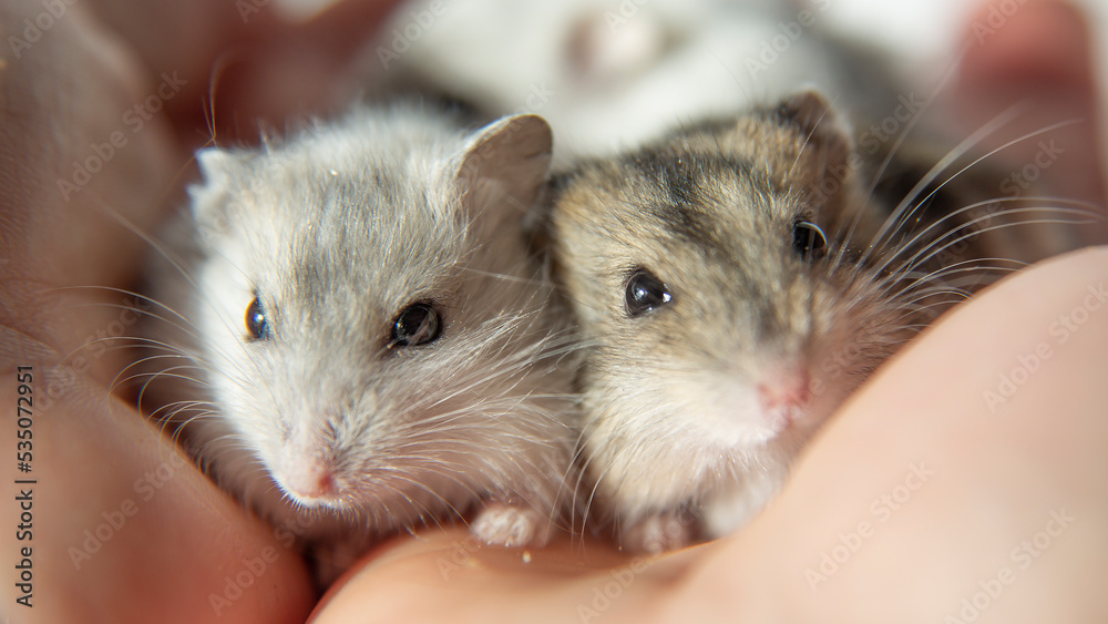 Cute young hamsters in the caring hands of the owner. Cute young hamsters in the caring hands of the owner.