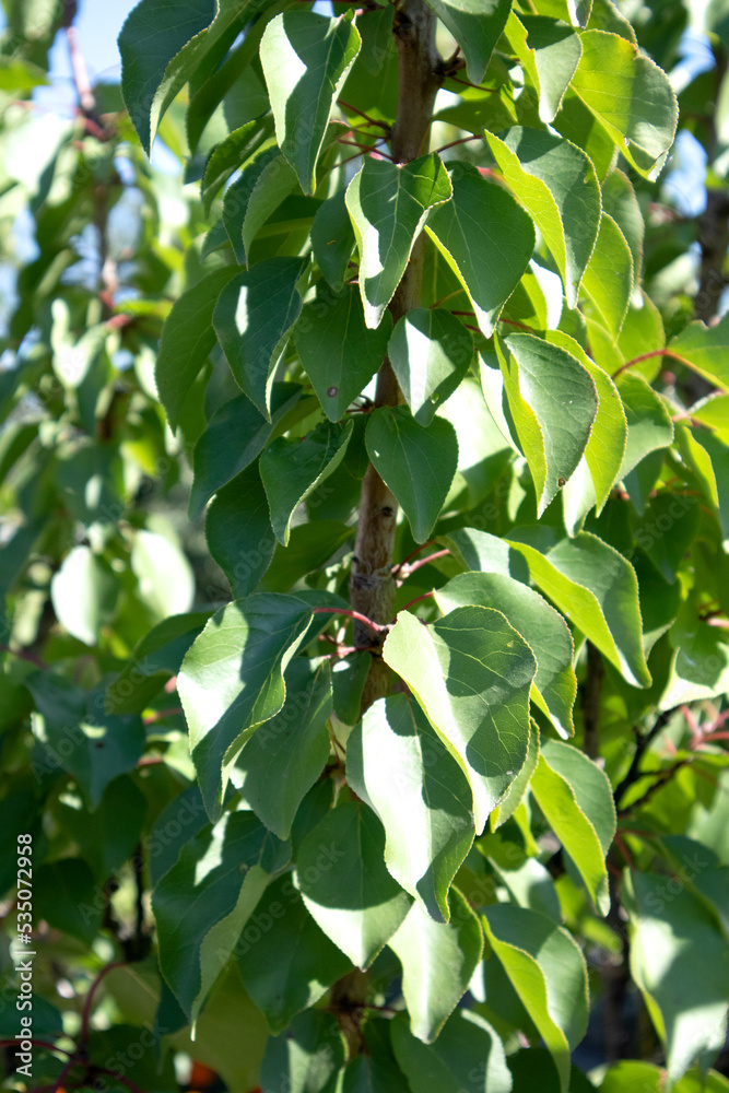 Beautiful green bright branch of peach tree on blurred background Beautiful green bright branch of peach tree on blurred background