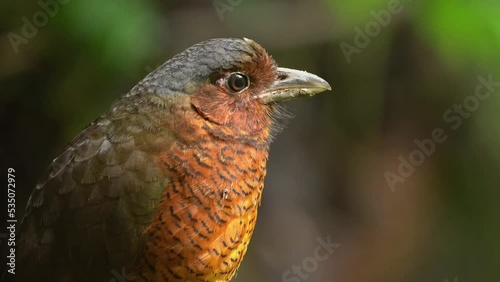 Giant Antpitta - Grallaria gigantea perching bird species in antpitta family Grallariidae, rare and enigmatic, known only from Colombia and Ecuador, close relative of undulated antpitta, G. squamigera