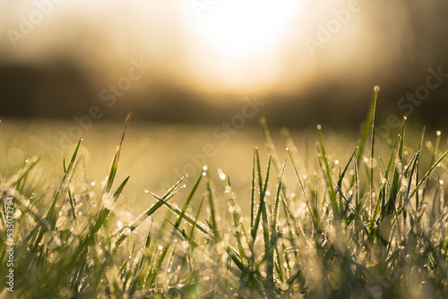 Dewdrops morning grass sunshine sunrise frost