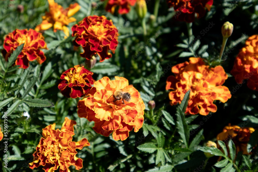 Bee hanging out on yellow and red marigold flowers with ground in the background Bee hanging out on yellow and red marigold flowers with ground in the background