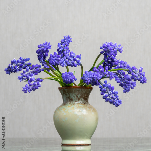 A delicate bouquet of muscari hyacinth in a light clay vase on a light gray background. Tenderness. Fresh fragrance of spring. Calm still life.