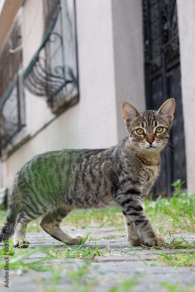 Cute cat portrait.Beautiful stray cat with green eyes is looking at the camera. Adopt a pet. Cute cat portrait.Beautiful stray cat with green eyes is looking at the camera. Adopt a pet.