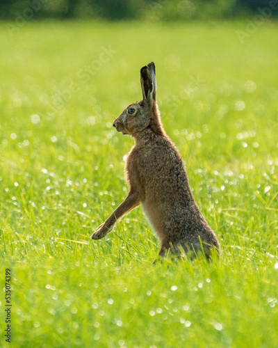 Hare listening to sound in green dew grass