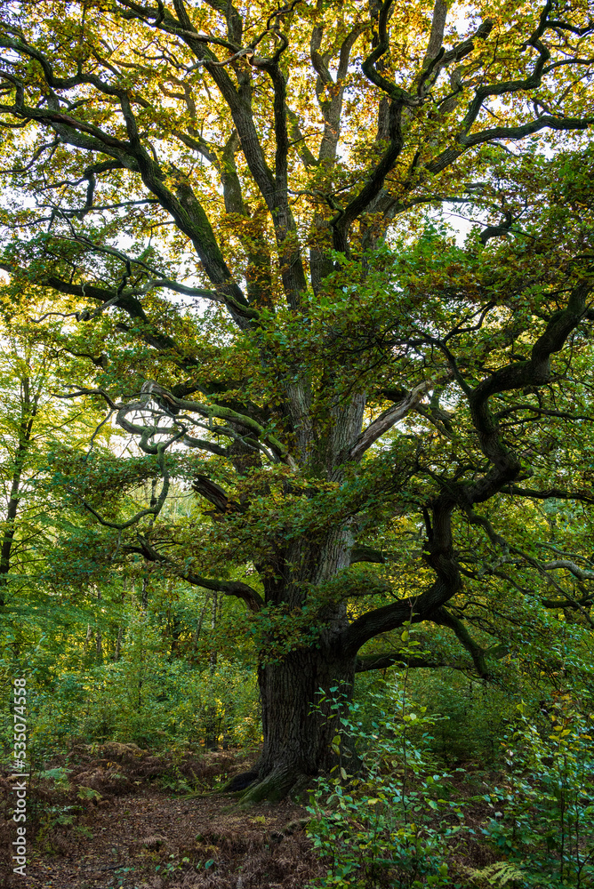 The mighty old oak tree called 