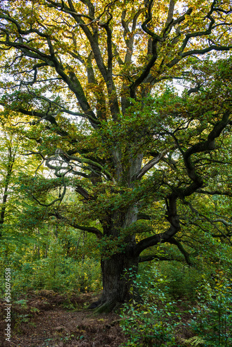 The mighty old oak tree called "Rapp-Eiche" in the "Urwald Sababurg" ancient forest, Reinhardswald, Hesse, Germany
