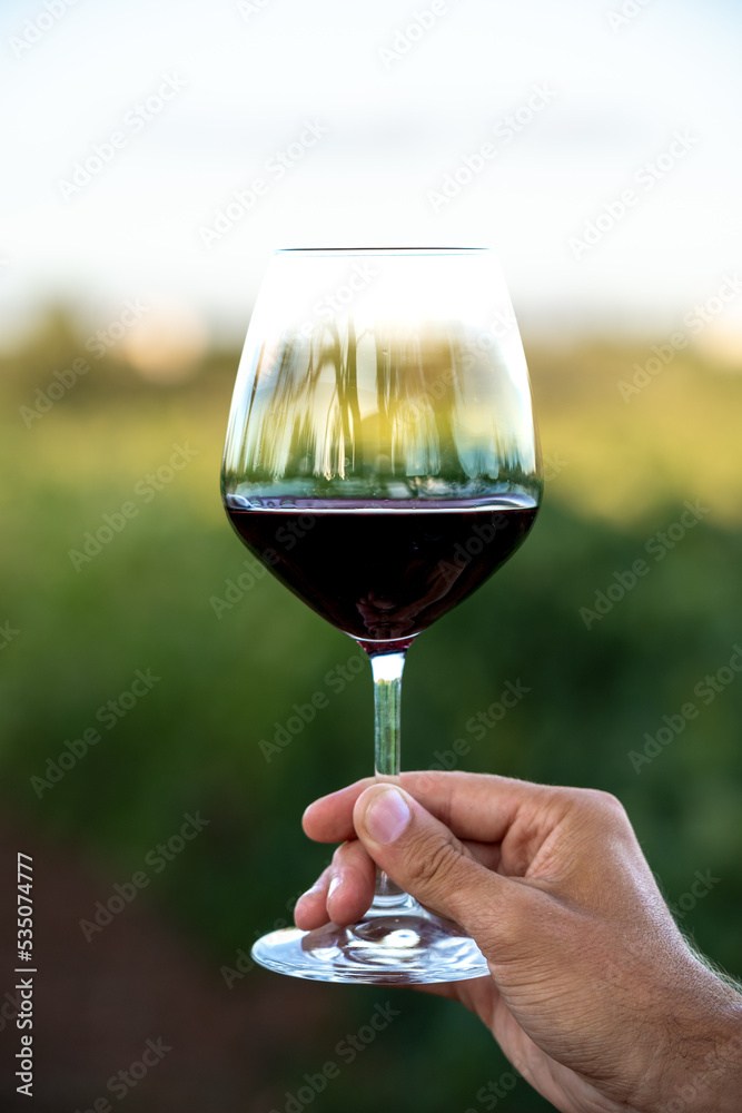 Unrecognizable woman's hand holding a glass of red wine in a vineyard field.