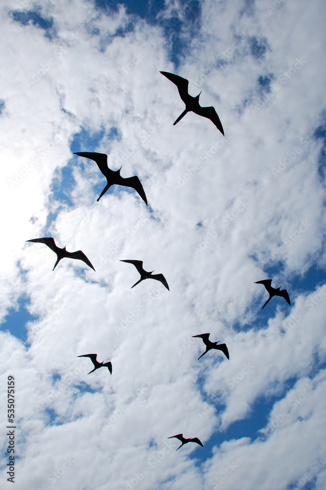 Obraz premium Frigate Birds off Galapagos Islands, Ecuador