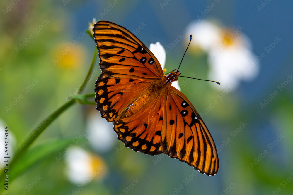Obraz premium Gulf Fritillary 