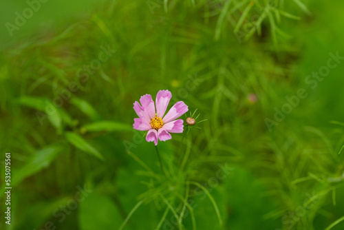 Single pink flower in home garden.