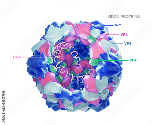 Polio virus structre with capsid proteins and the RNA inside, with naming. Poliomyelitis is a disease caused by the Poliovirus. CGI conceptual illustration on white background. photo