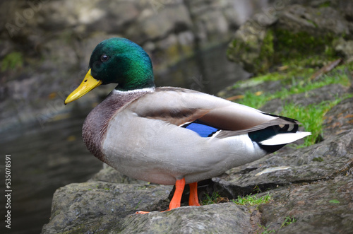 Wild duck mallard (male) peacefully stands on the rock near the water of the pond. Close up photo outdoors.