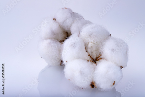 Delicate white fluffy cotton flower on light gray background with reflection  macro shoot. Cotton boll.
