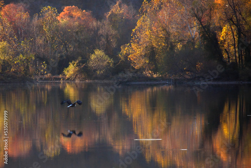eagle in flight autumn