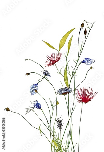 Wild flowers - drawing