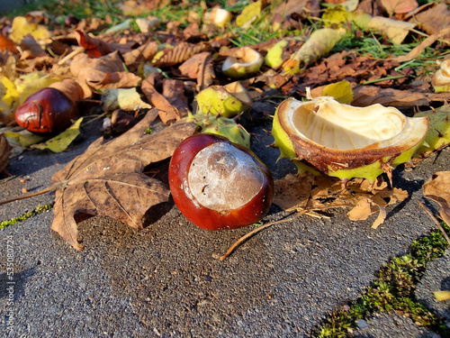 Autumn has come, ripe chestnuts smash and lie in disorder on the pavement, on a damp morning near Paku Julianowski in Łódź.